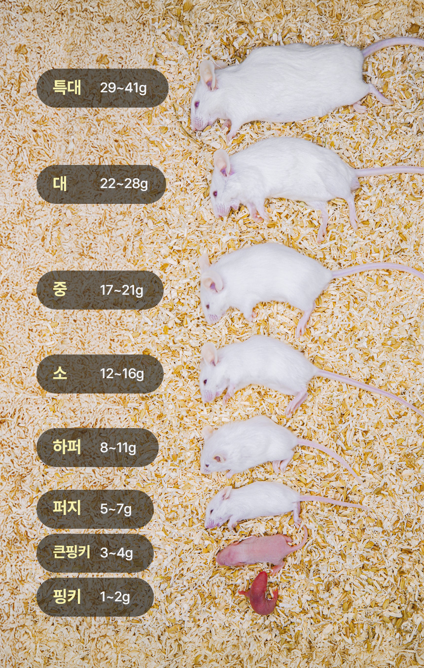 냉동마우스 사이즈 비교